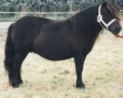 Zuchtstute Fantasy v. Bunswaard (Shetland Pony, 1991, von Scotsman van Bunswaard)