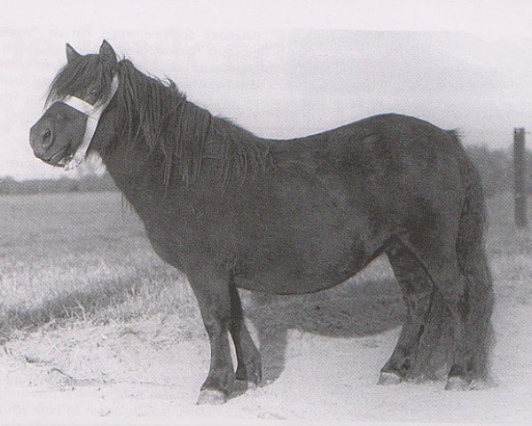 Zuchtstute Jet of Marshwood (Shetland Pony, 1964, von Spook of Marshwood)