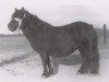 Zuchtstute Jet of Marshwood (Shetland Pony, 1964, von Spook of Marshwood)