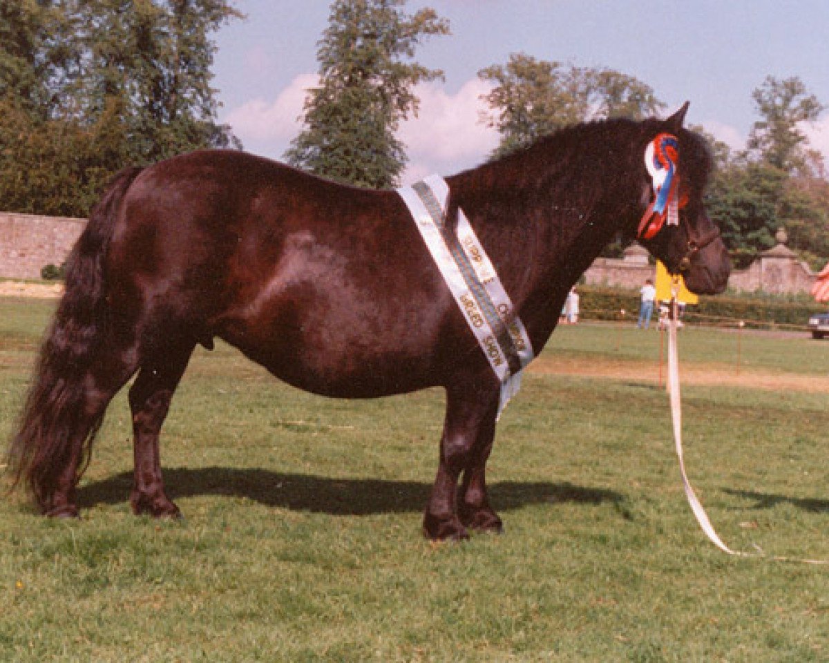 Zuchtstute Knock Jessamine (Shetland Pony,  , von Rocket of Thanet)