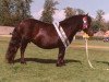 broodmare Knock Jessamine (Shetland Pony,  , from Rocket of Thanet)