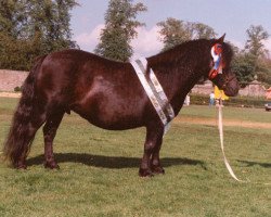 broodmare Knock Jessamine (Shetland Pony,  , from Rocket of Thanet)