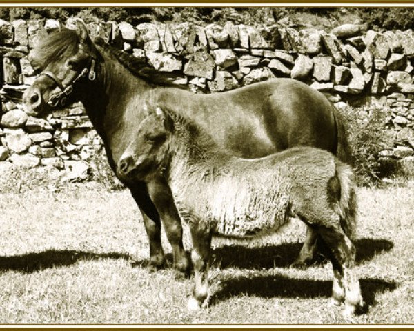broodmare Jessamine of Marshwood (Shetland Pony, 1936, from Rustic Sprite of Standen)