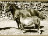 Zuchtstute Jessamine of Marshwood (Shetland Pony, 1936, von Rustic Sprite of Standen)
