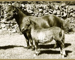 Zuchtstute Jessamine of Marshwood (Shetland Pony, 1936, von Rustic Sprite of Standen)