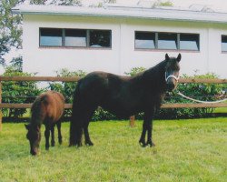 horse Nadine van Bunswaard (Shetland Pony, 1998, from Edmund van de Brouwerij)