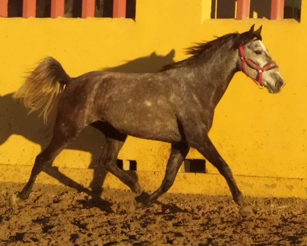 Pferd OLIMPICA (Cruzado, 2017)