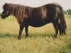 Zuchtstute Laura of Hinton (Shetland Pony, 1975, von Tribune of Marshwood)
