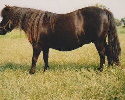 Zuchtstute Laura of Hinton (Shetland Pony, 1975, von Tribune of Marshwood)