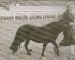 Zuchtstute Butterfly of Marshwood (Shetland Pony, 1956, von Supremacy of Marshwood)