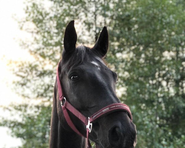 dressage horse Dychros Bennett (Rhinelander, 2013, from Duke of Oldenburg)