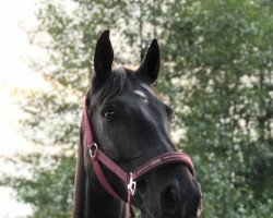 dressage horse Dychros Bennett (Rhinelander, 2013, from Duke of Oldenburg)