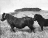 Zuchtstute Ashbank Firefly (Shetland Pony, 1941, von Birk of Mundurno)