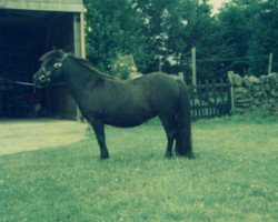 Zuchtstute Blaze of Marshwood (Shetland Pony, 1973, von Fireball of Marshwood)