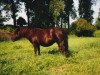 broodmare Bloom of Marshwood (Shetland Pony, 1981, from Surety of Marshwood)