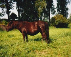 Zuchtstute Bloom of Marshwood (Shetland Pony, 1981, von Surety of Marshwood)