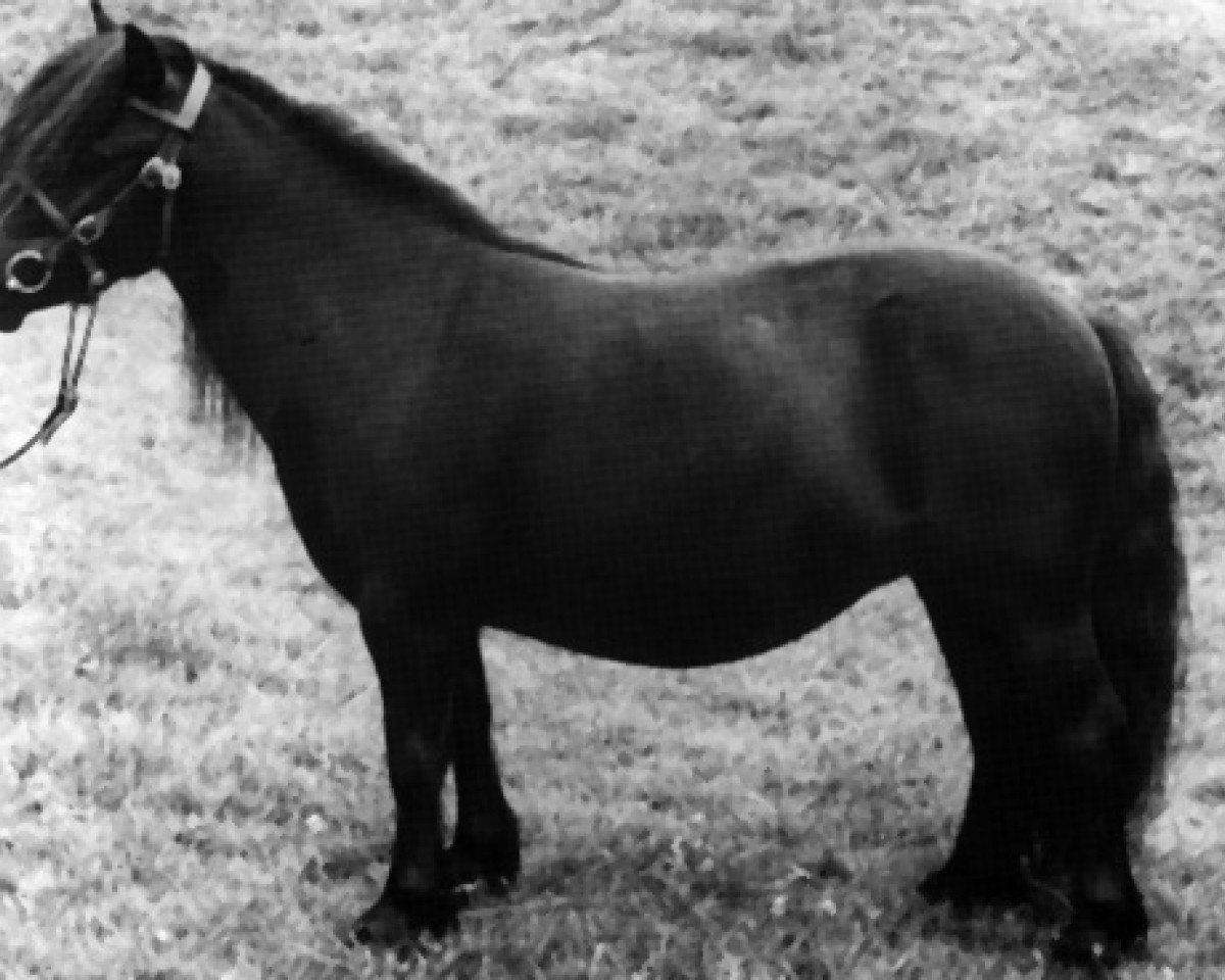 broodmare Blatant of Marshwood (Shetland Pony, 1967, from Supremacy of Marshwood)