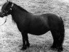 broodmare Blatant of Marshwood (Shetland Pony, 1967, from Supremacy of Marshwood)