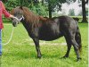 broodmare Schneltens Stelpa (Shetland Pony, 2004, from Norman v.d. Brouwerij)