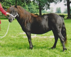 Zuchtstute Schneltens Stelpa (Shetland Pony, 2004, von Norman v.d. Brouwerij)