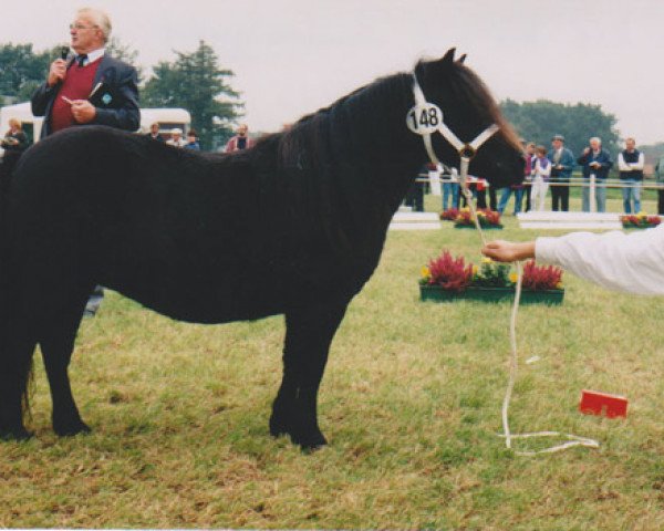 Zuchtstute Schneltens Stella (Shetland Pony, 1991, von Noble Star)