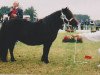 Zuchtstute Schneltens Stella (Shetland Pony, 1991, von Noble Star)