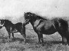 Zuchtstute Stella (Shetland Pony, 1899, von Thor)