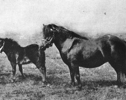 Zuchtstute Stella (Shetland Pony, 1899, von Thor)