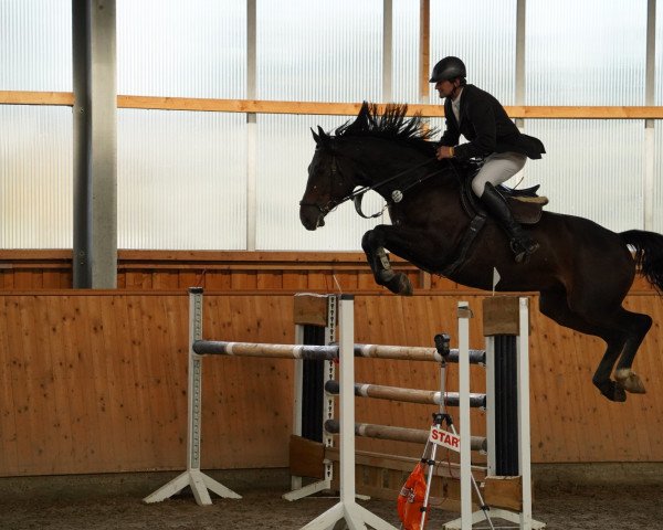 jumper Mero 8 (German Sport Horse, 2014, from HH Messenger)