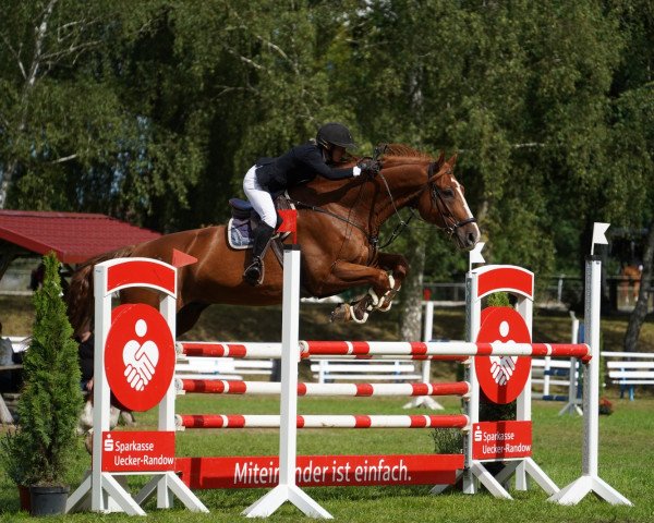 jumper Chaccolisto (German Sport Horse, 2006, from Chacco-Blue)