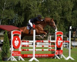 jumper Chaccolisto (German Sport Horse, 2006, from Chacco-Blue)