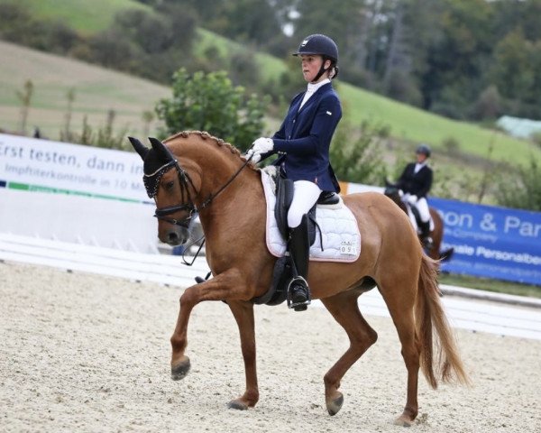 dressage horse Dream On Dr (German Riding Pony, 2013, from FS Don't Worry)