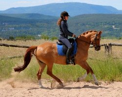 broodmare Ulfenbach Day Dream C (German Riding Pony, 2004, from FS Don't Worry)