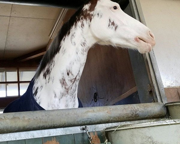 broodmare Buchiko xx (Thoroughbred, 2012, from King Kamehameha xx)