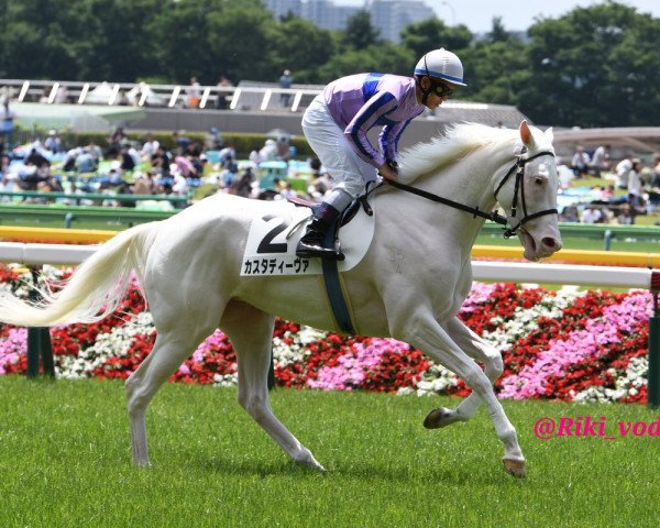 broodmare Casta Diva xx (Thoroughbred, 2014, from High Chaparral xx)