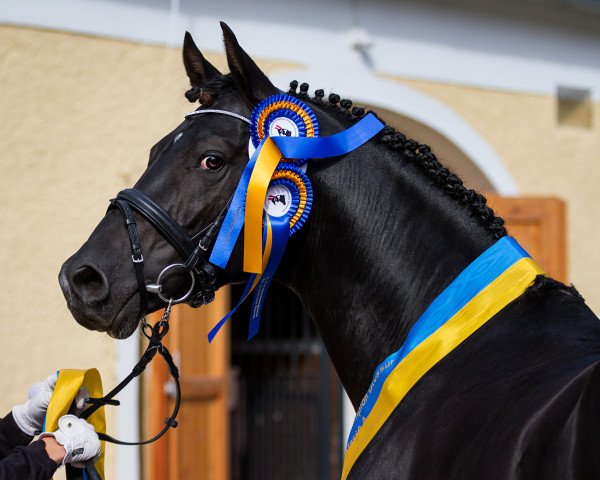 stallion Soel'rings Cadeau Noir (Pinto / Small Riding Horse, 2011, from Chess M)