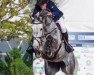 jumper Nickoletta E (Oldenburg show jumper, 2007, from Nintender)