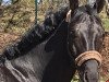 dressage horse Dark Luxury (Oldenburg, 2016, from Dante Weltino Old)