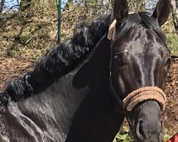 dressage horse Dark Luxury (Oldenburg, 2016, from Dante Weltino Old)