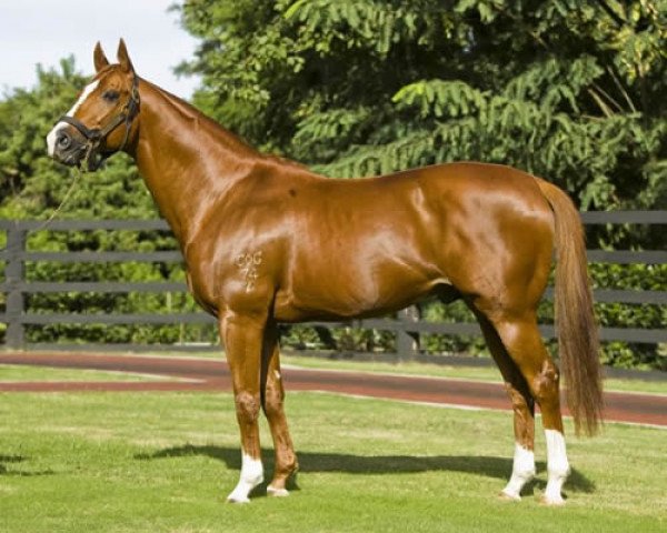 stallion Show a Heart xx (Thoroughbred, 1997, from Brave Warrior xx)