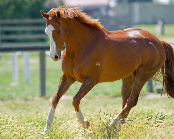 horse Apache Cat xx (Thoroughbred, 2002, from Lion Cavern xx)