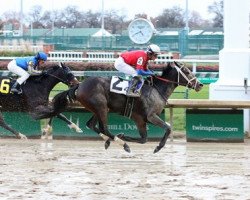 horse Tempers Rising xx (Thoroughbred, 2017, from Bayern xx)