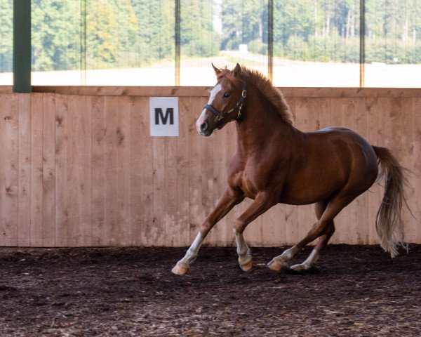 dressage horse Hermann (German Riding Pony, 2018, from Herzkoenig NRW)