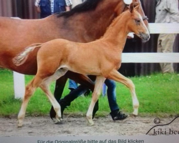 dressage horse De Bojack Horseman (Oldenburg,  , from Dalhems Diomedes)