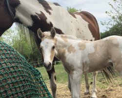 horse Makani AL Johnson (Paint Horse, 2020, from Magic On Ice)