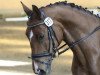 dressage horse Wantara 2 (Westphalian, 2007, from Weltrubin)