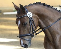 dressage horse Wantara 2 (Westphalian, 2007, from Weltrubin)