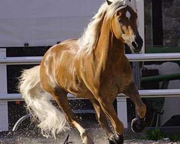 Pferd Nachtschwärmer (Haflinger, 2001, von Nardini)