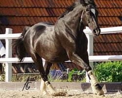 horse Davina (Hessian Warmblood, 1984, from Dietmar)