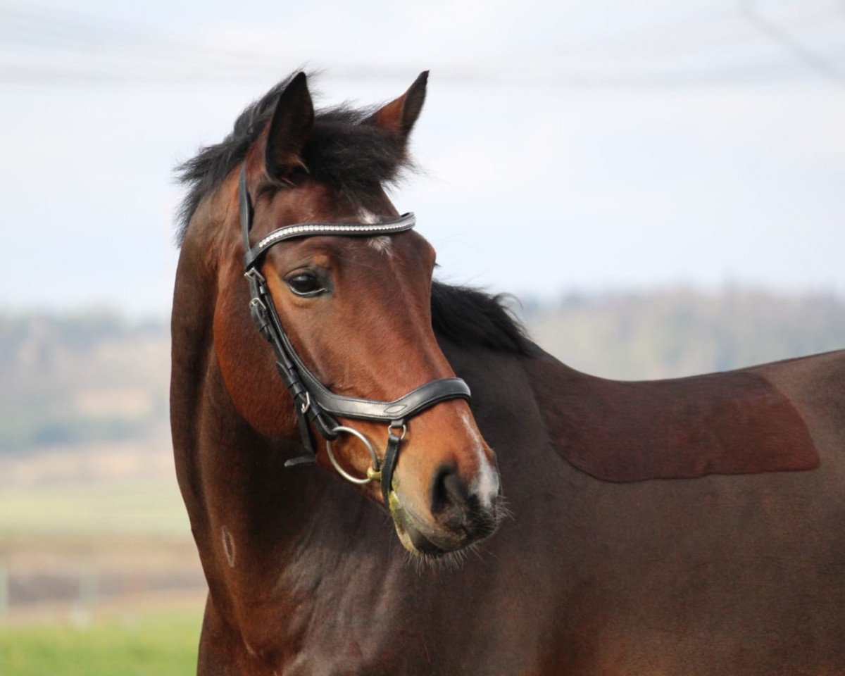 jumper Caskara B B (German Sport Horse, 2011, from Conte Bellini)